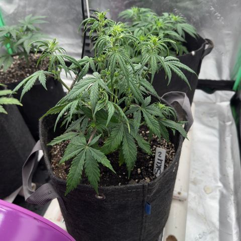 Susan #2 growlog timeline photo