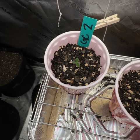 Gregg #2 growlog timeline photo