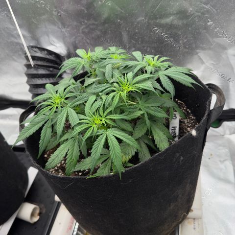 Susan #3 growlog timeline photo