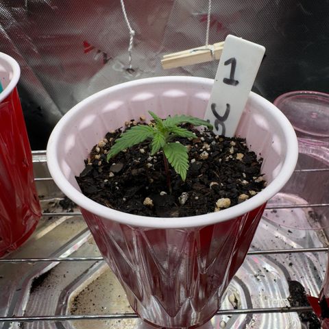 Gregg #1 growlog timeline photo