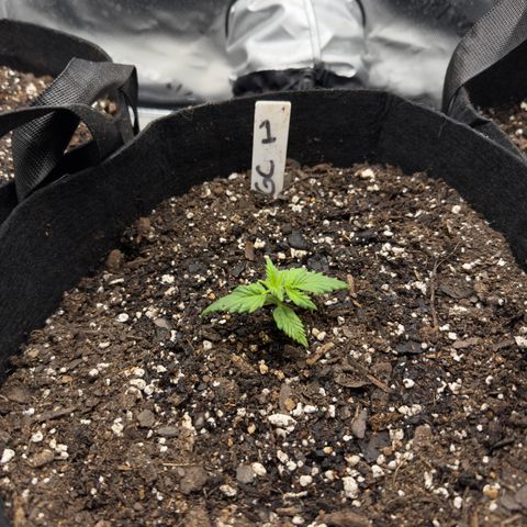 Gregg #1 growlog timeline photo