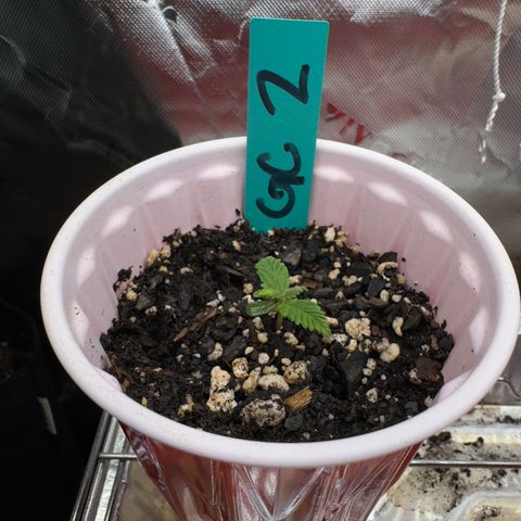 Gregg #2 growlog timeline photo