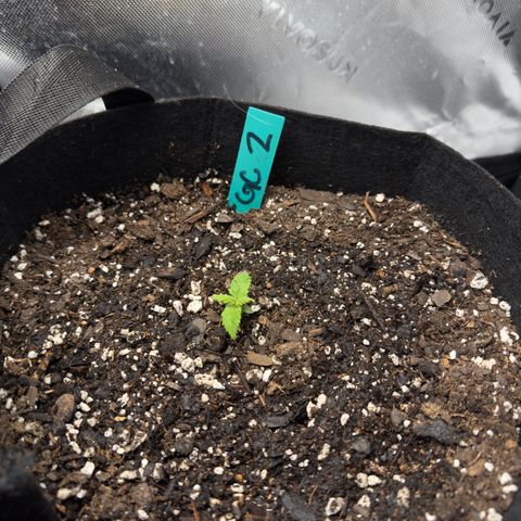 Gregg #2 growlog timeline photo