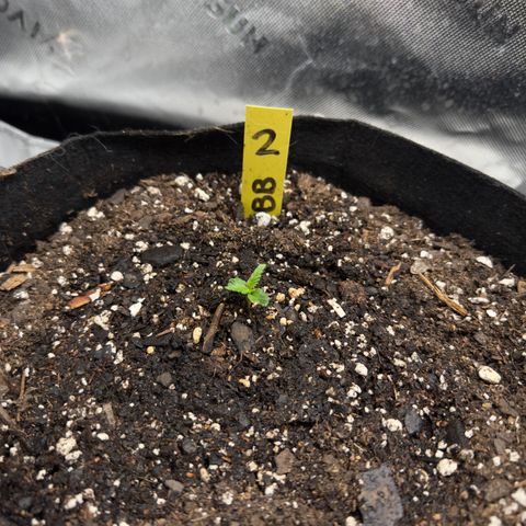Violet #2 growlog timeline photo