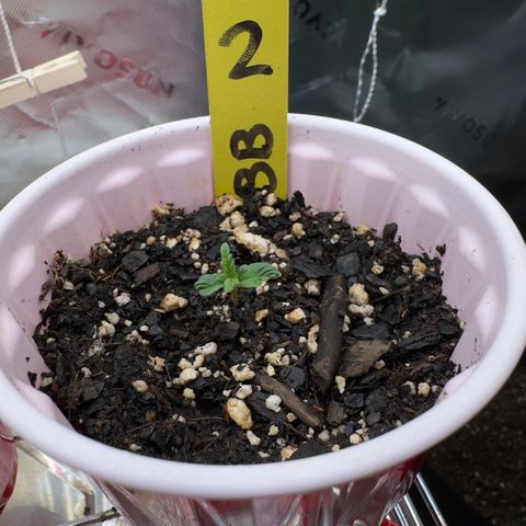 Violet #2 growlog timeline photo