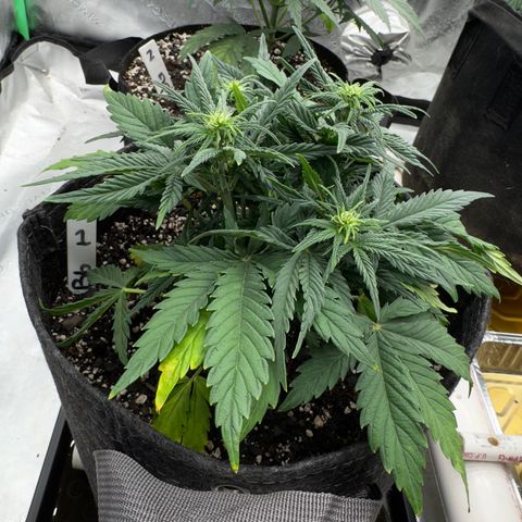 Barbara #1 growlog timeline photo