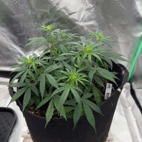Susan #3 growlog timeline photo