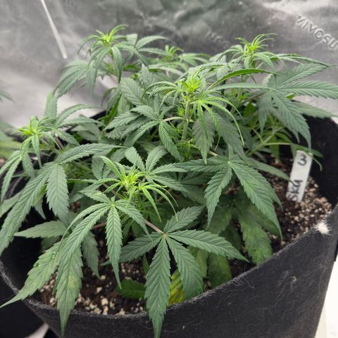 Susan #3 growlog timeline photo