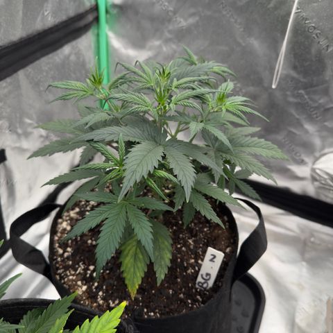 Barbara #2 growlog timeline photo