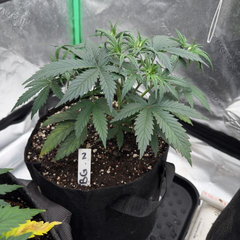 Barbara #2 growlog timeline photo