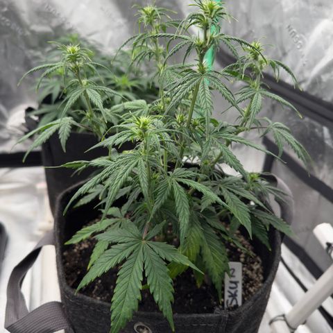 Susan #2 growlog timeline photo