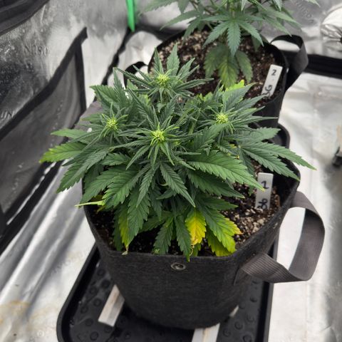 Barbara #1 growlog timeline photo