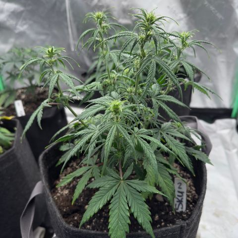 Susan #2 growlog timeline photo