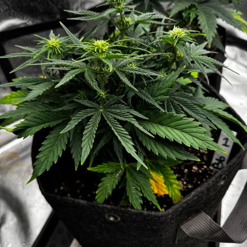 Barbara #1 growlog timeline photo
