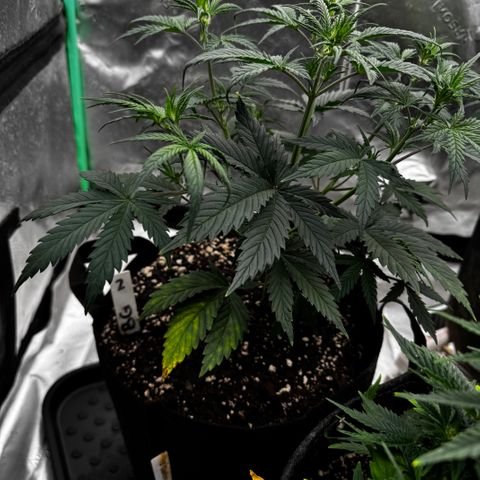 Barbara #2 growlog timeline photo