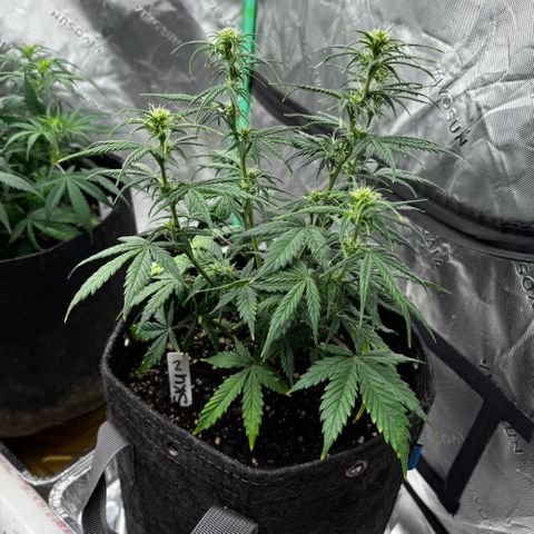 Susan #2 growlog timeline photo
