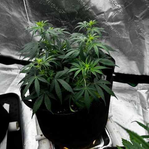 Susan #3 growlog timeline photo