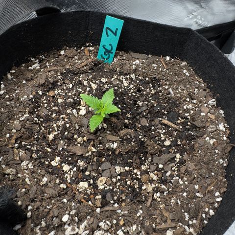 Gregg #2 growlog timeline photo