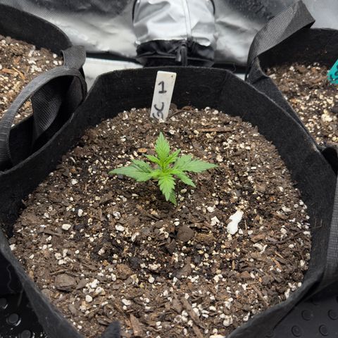 Gregg #1 growlog timeline photo