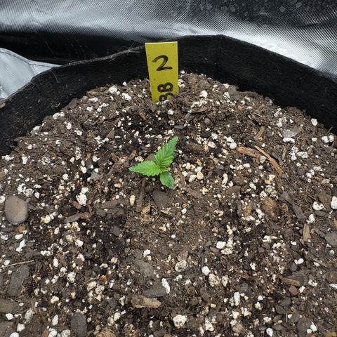 Violet #2 growlog timeline photo