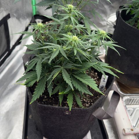 Barbara #1 growlog timeline photo