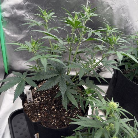 Barbara #2 growlog timeline photo