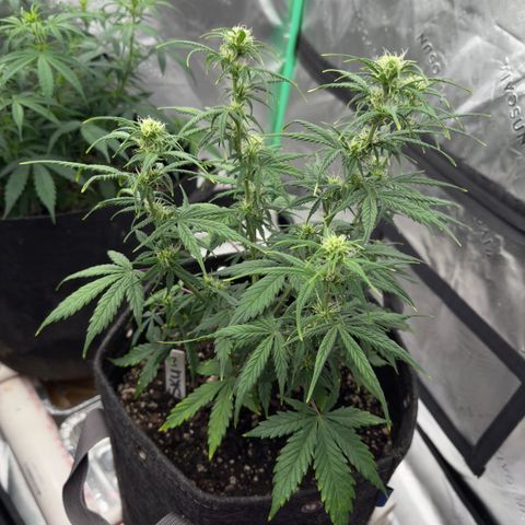 Susan #2 growlog timeline photo