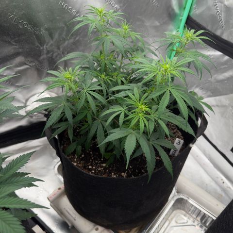 Susan #3 growlog timeline photo