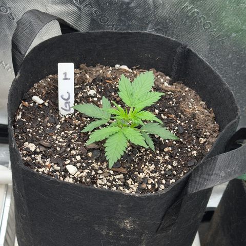 Gregg #1 growlog timeline photo