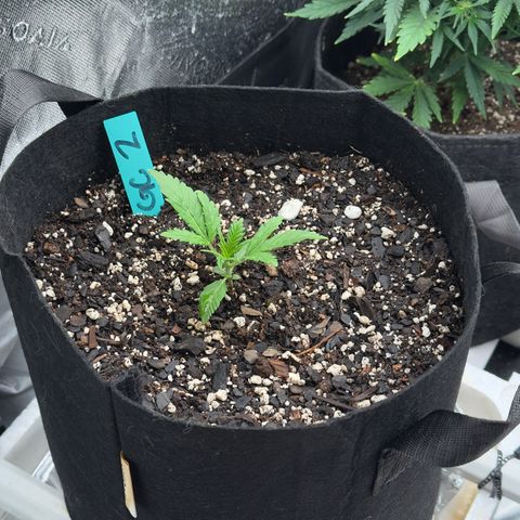 Gregg #2 growlog timeline photo
