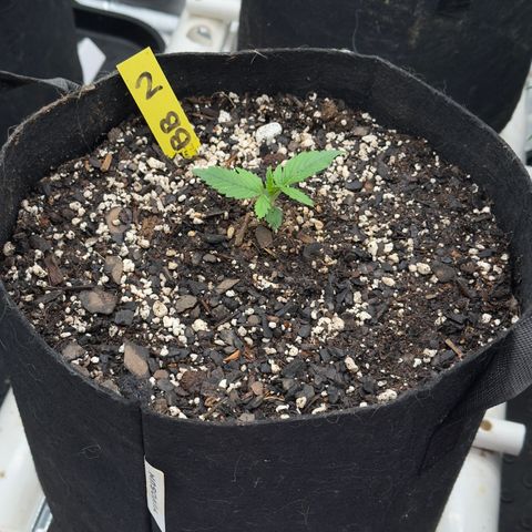 Violet #2 growlog timeline photo