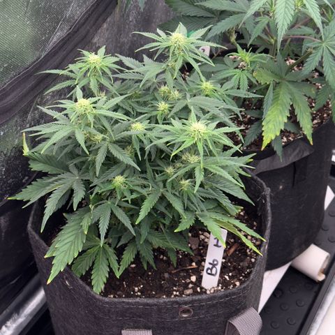 Barbara #1 growlog timeline photo