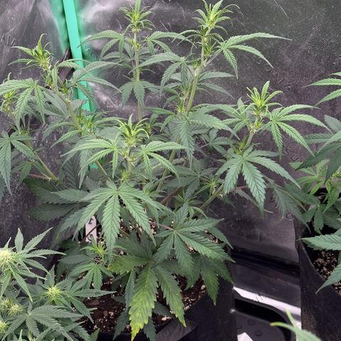 Barbara #2 growlog timeline photo