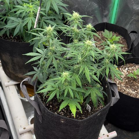 Susan #2 growlog timeline photo