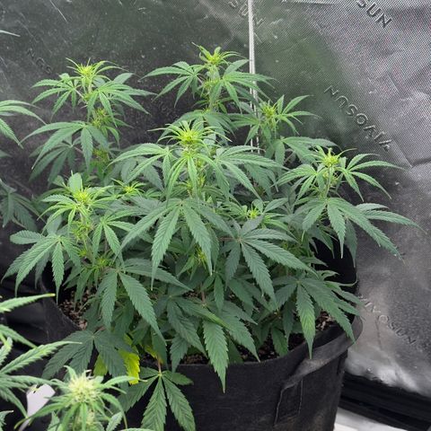 Susan #3 growlog timeline photo