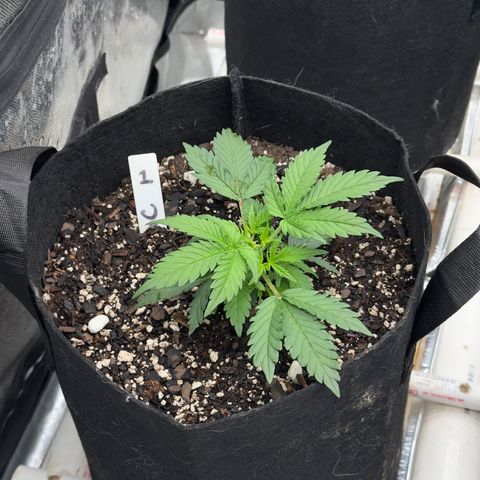 Gregg #1 growlog timeline photo