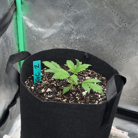 Gregg #2 growlog timeline photo