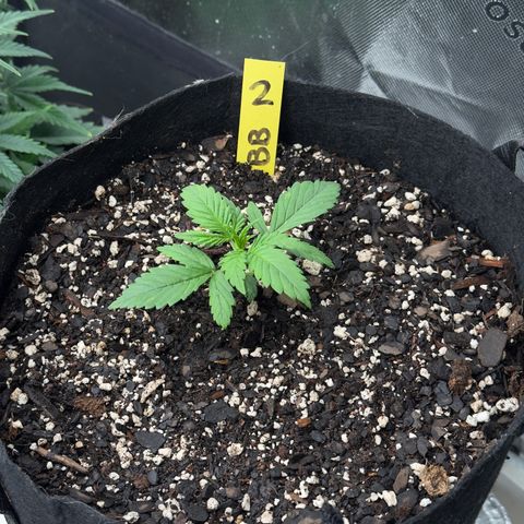 Violet #2 growlog timeline photo