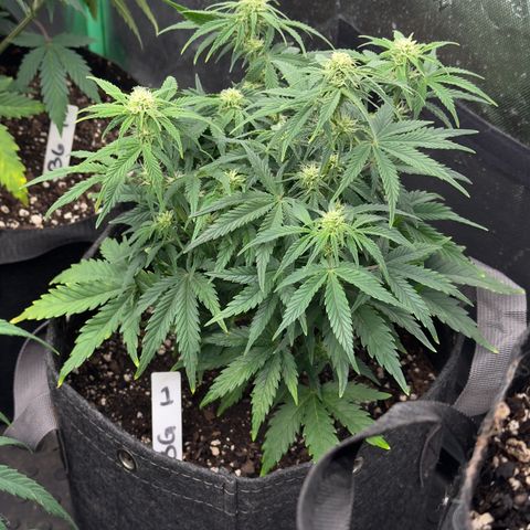 Barbara #1 growlog timeline photo