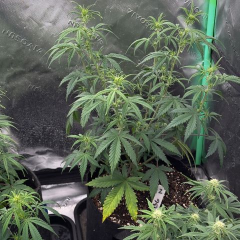 Barbara #2 growlog timeline photo