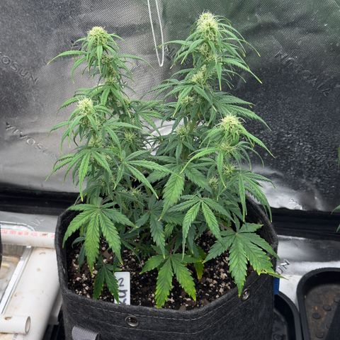 Susan #2 growlog timeline photo