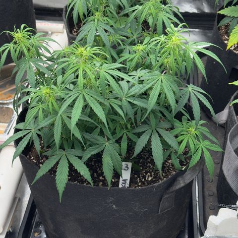 Susan #3 growlog timeline photo