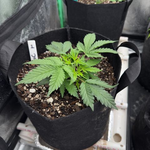 Gregg #1 growlog timeline photo