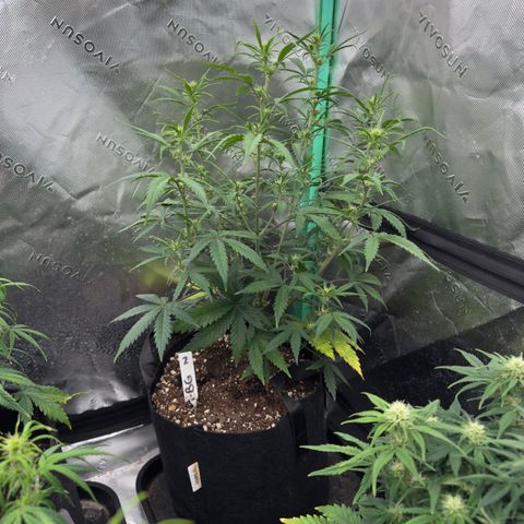 Barbara #2 growlog timeline photo