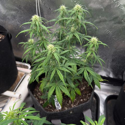 Susan #2 growlog timeline photo
