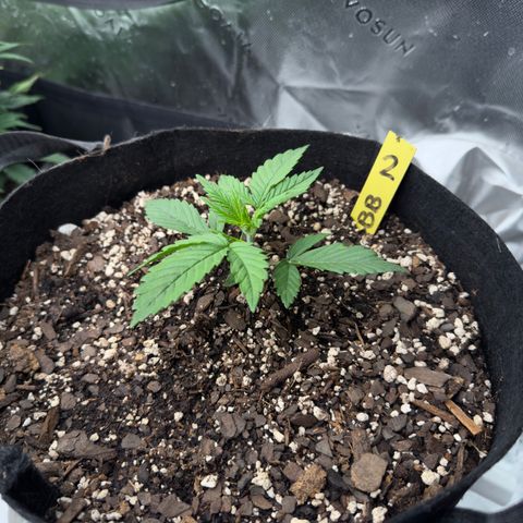 Violet #2 growlog timeline photo
