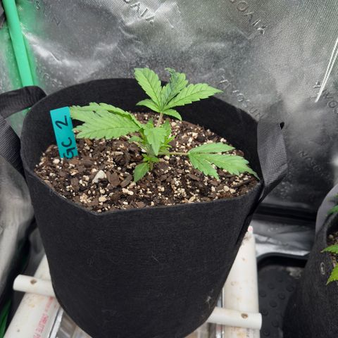 Gregg #2 growlog timeline photo