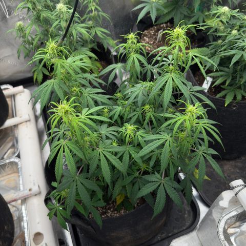 Susan #3 growlog timeline photo
