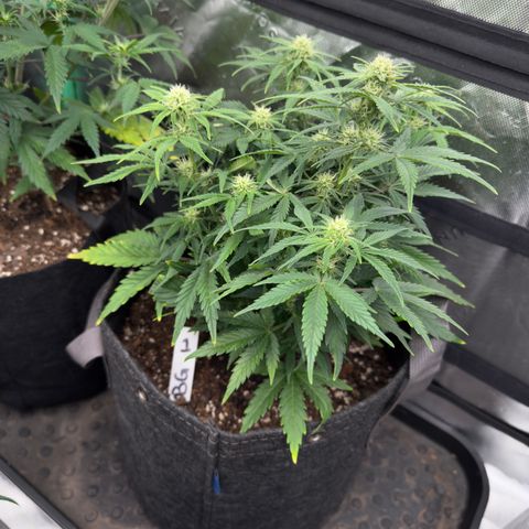 Barbara #1 growlog timeline photo