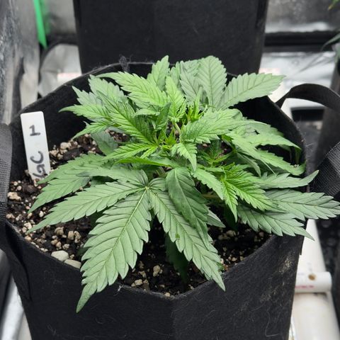 Gregg #1 growlog timeline photo
